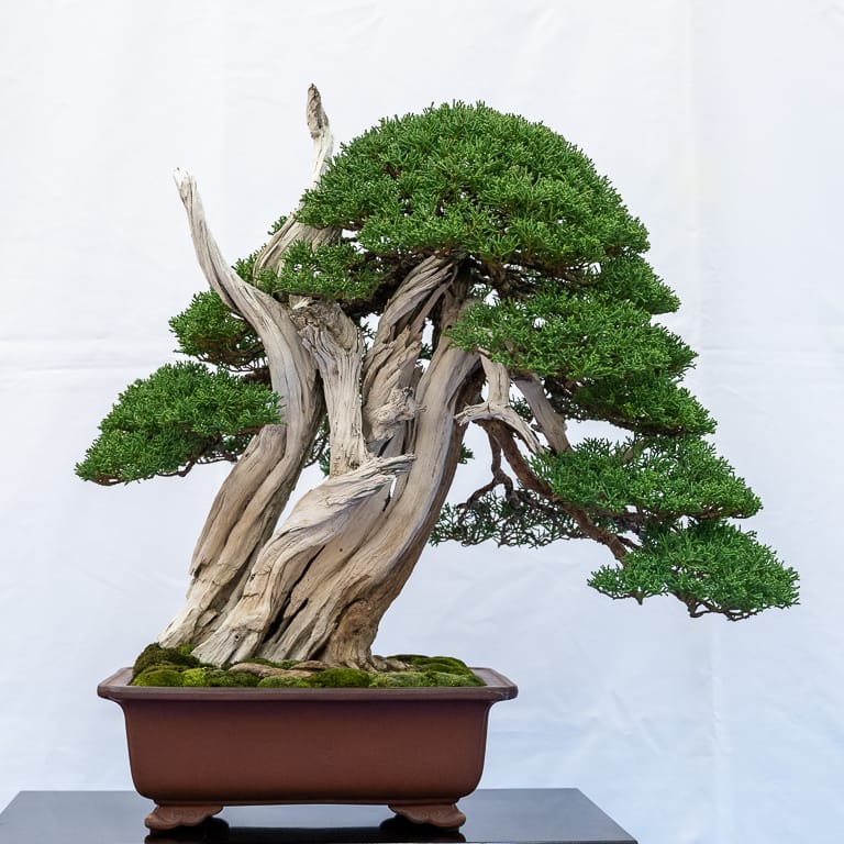 Shimpaku juniper