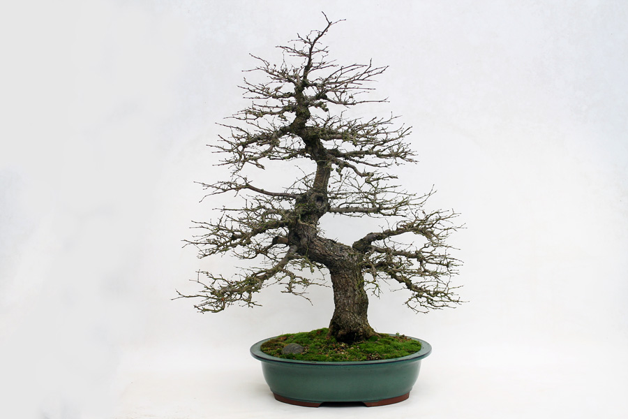 Time and Bonsai Trees – ALL THINGS BONSAI