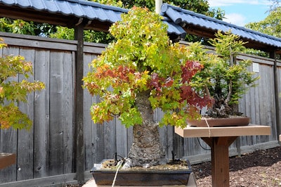 Liquidambar