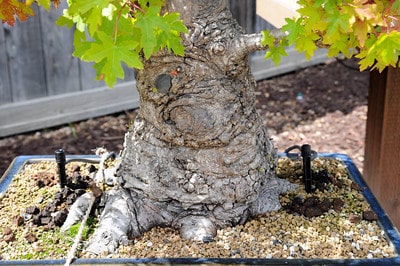 Liquidambar - trunk detail