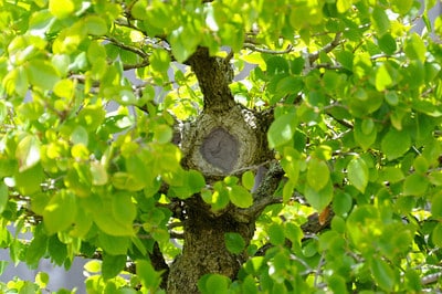 Hackberry - trunk detail