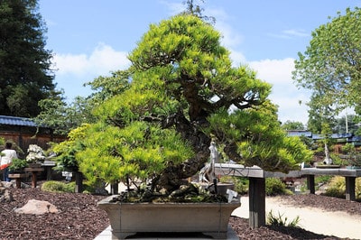 Japanese black pine