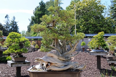 California juniper - Mas' pine looks tiny off to the left