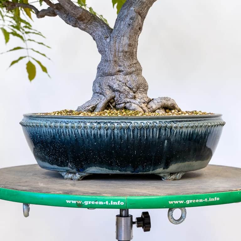 Sara Rayner bonsai pot