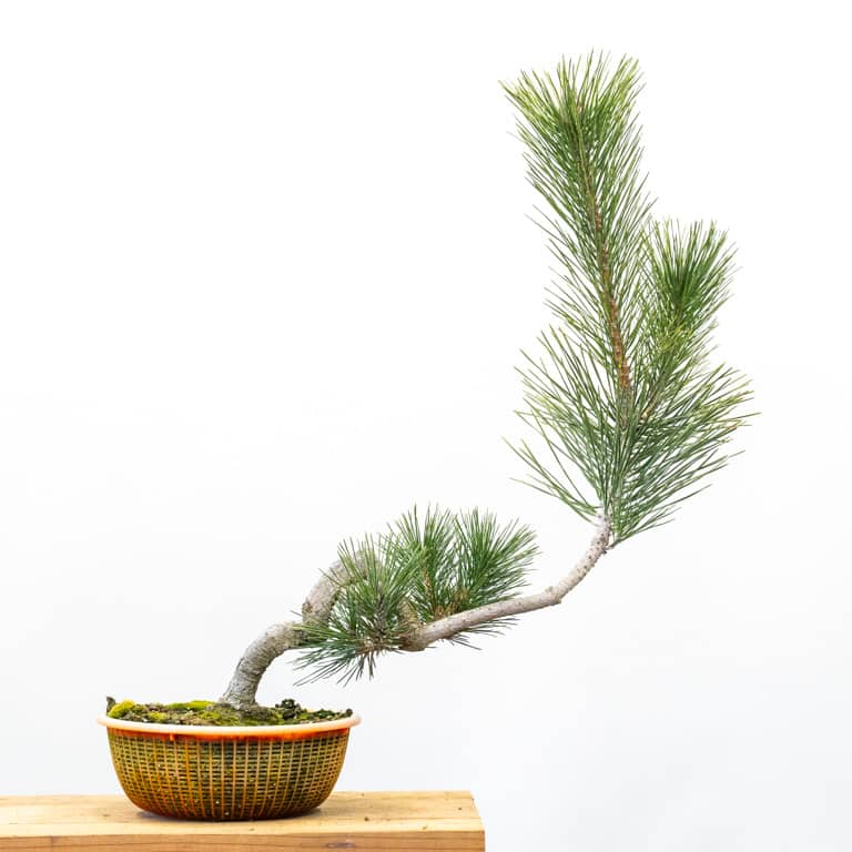 Black pine in colander