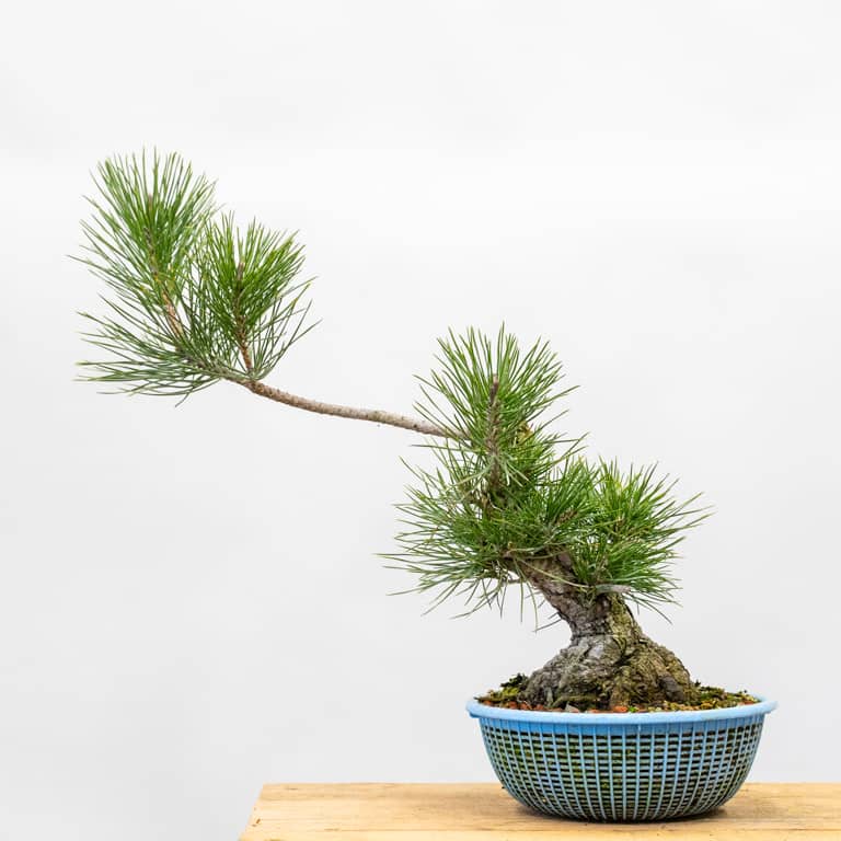 Young black pine