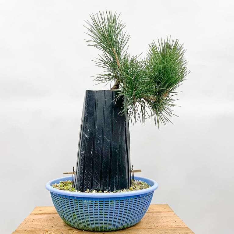 Young pine