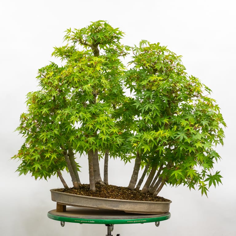 Japanese maple