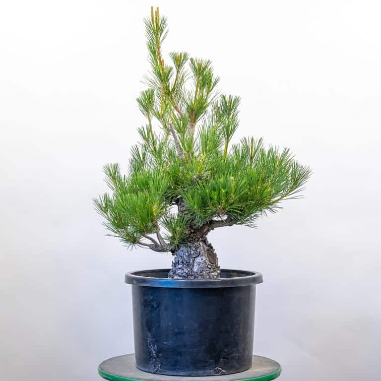 Field-grown black pine