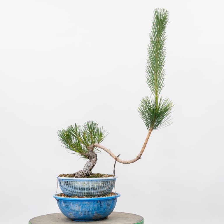 Young pine