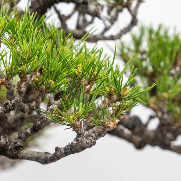 Pine branch