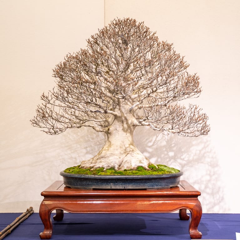 Japanese beech