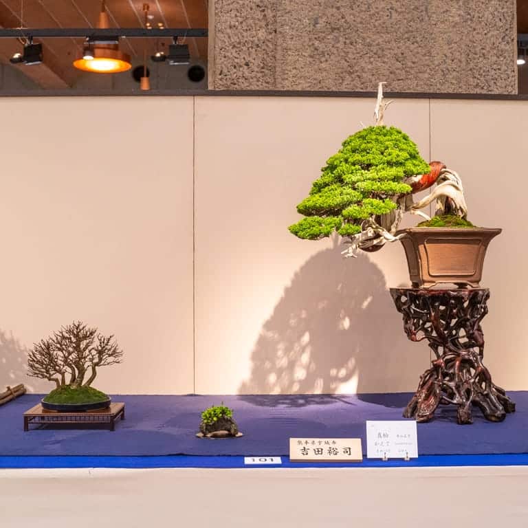 Trident maple and shimpaku