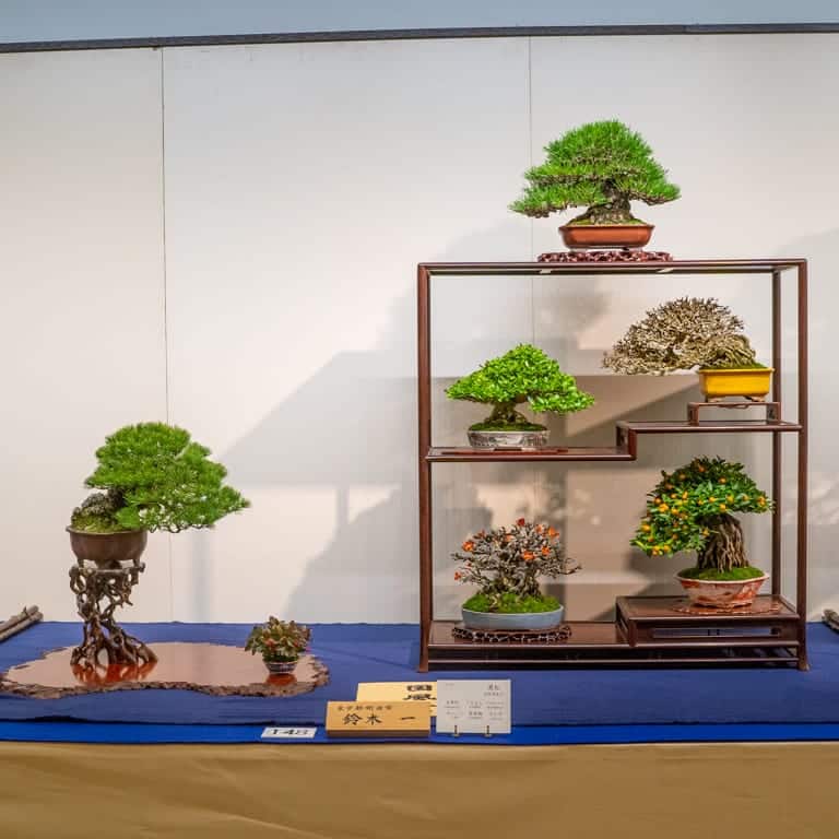 Shohin display