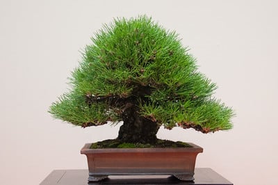 Black pine