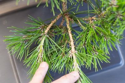 Long branches