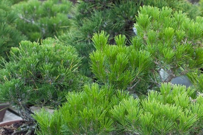 Sea of pine candles