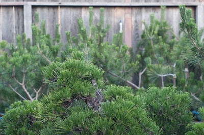 Sea of pine candles