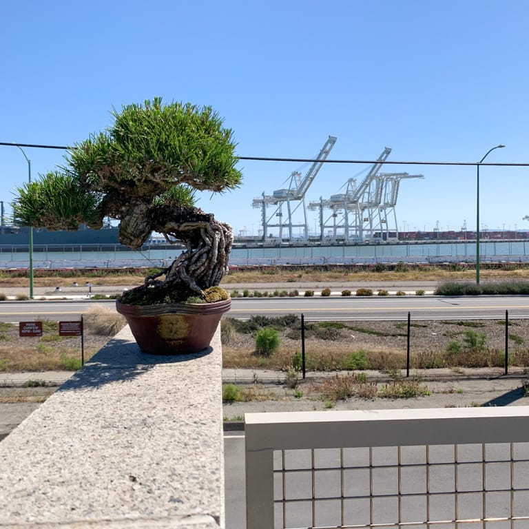 Pine tree and cranes