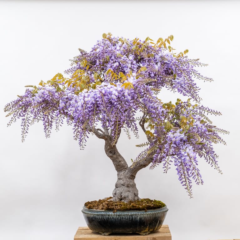 Wisteria in bloom