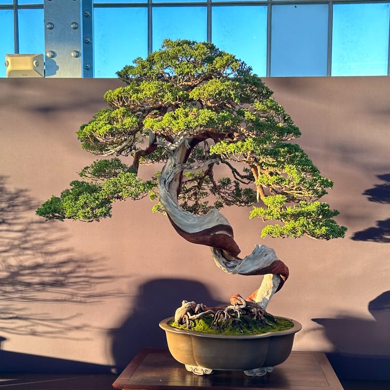 Shimpaku juniper