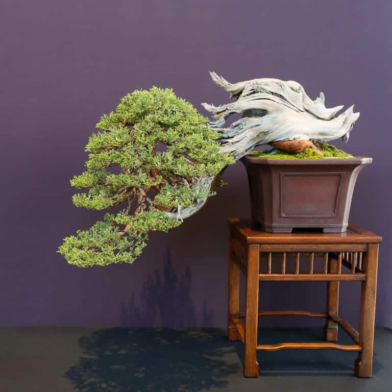 Sierra juniper