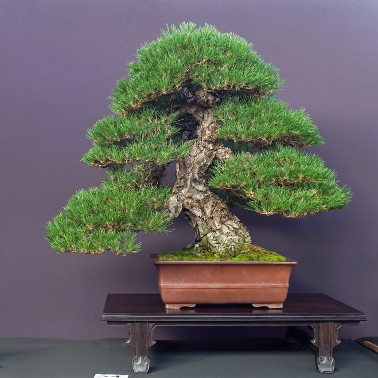 Black pine