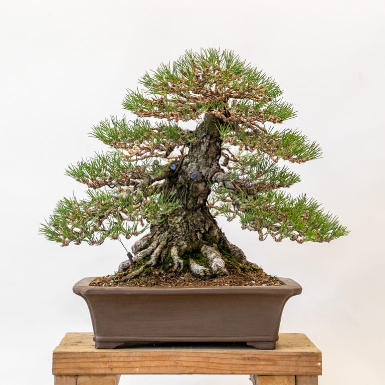 Black pine