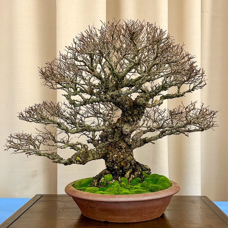 Chinese elm