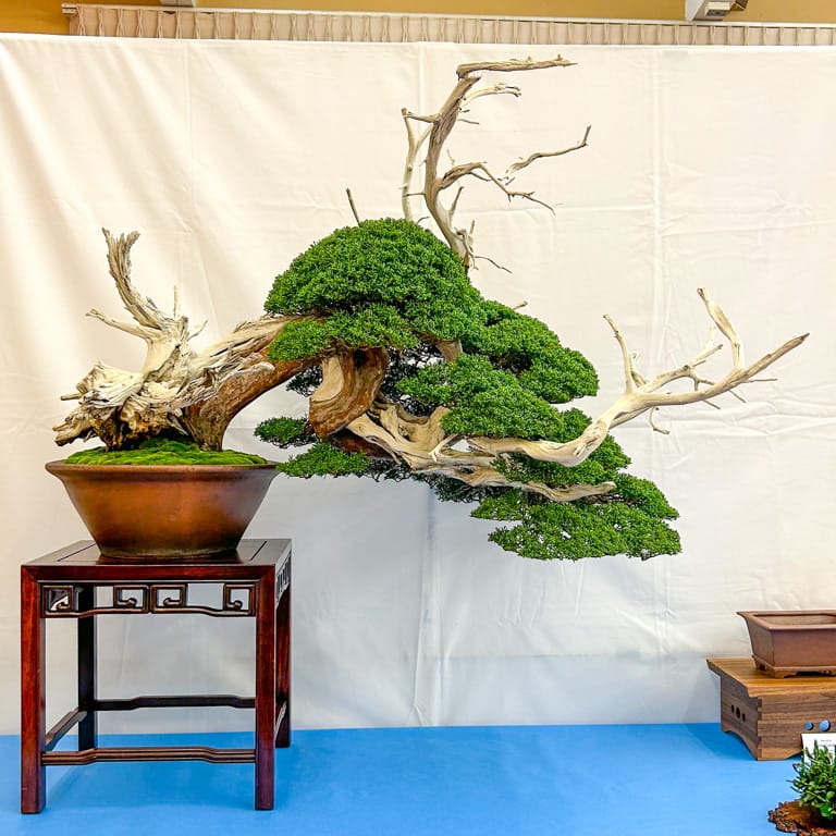 Grafted shimpaku