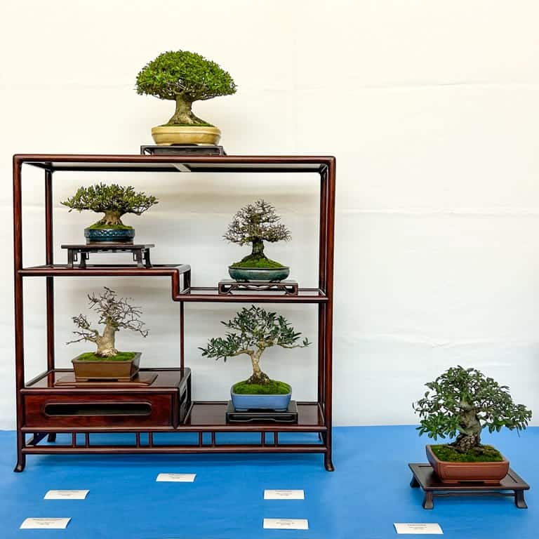 Six-tree shohin display