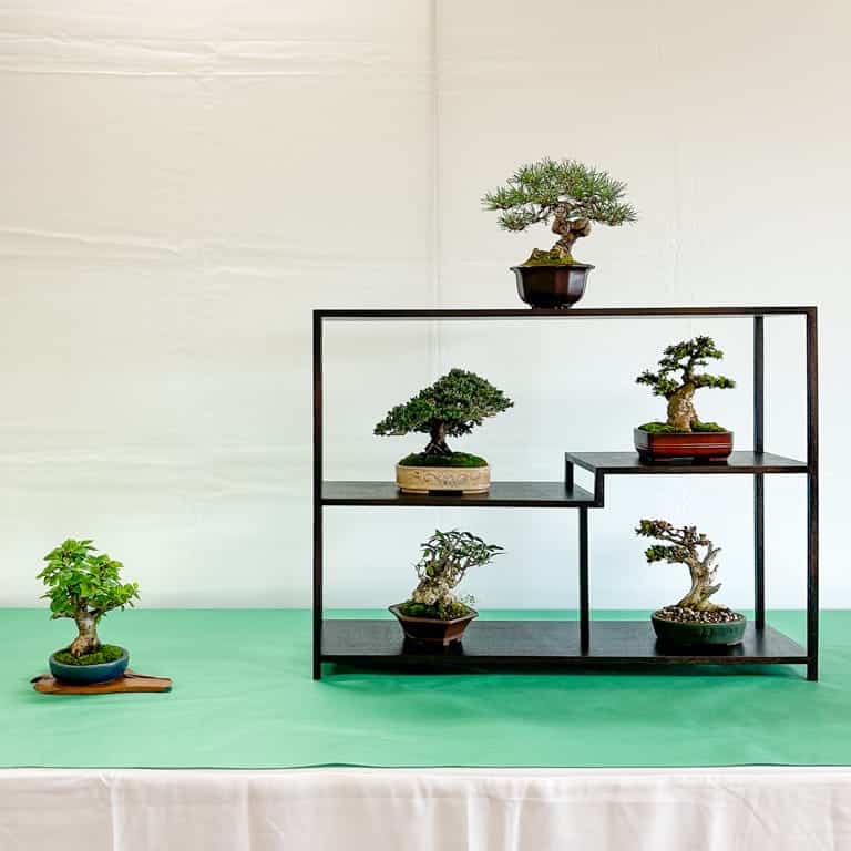 Six-tree display