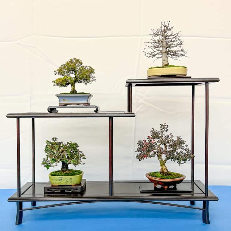 Four-tree shohin display