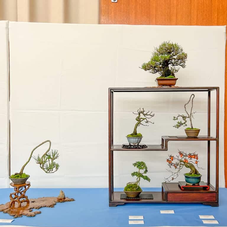 Six-tree shohin display