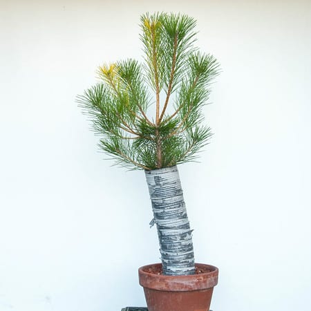 Exposed root black pine