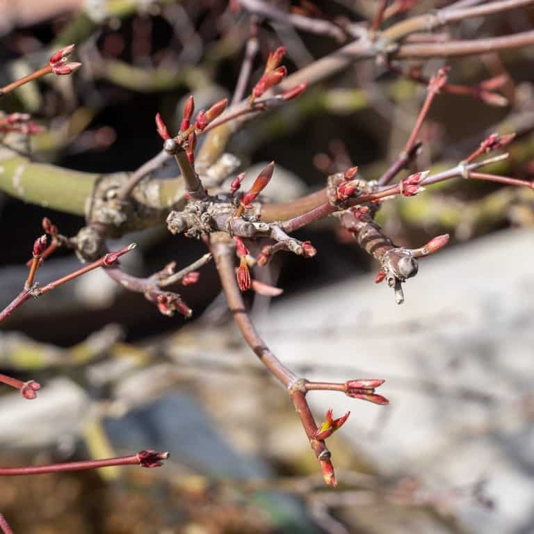 Maple buds