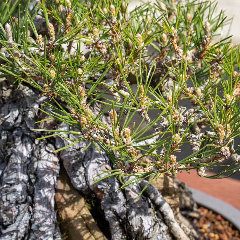 Pine buds opening