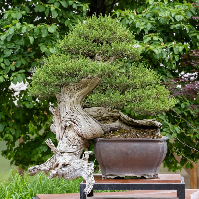 Rocky Mountain juniper