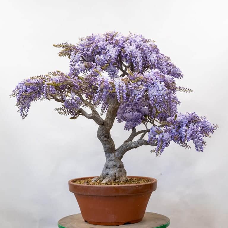 Wisteria in bloom