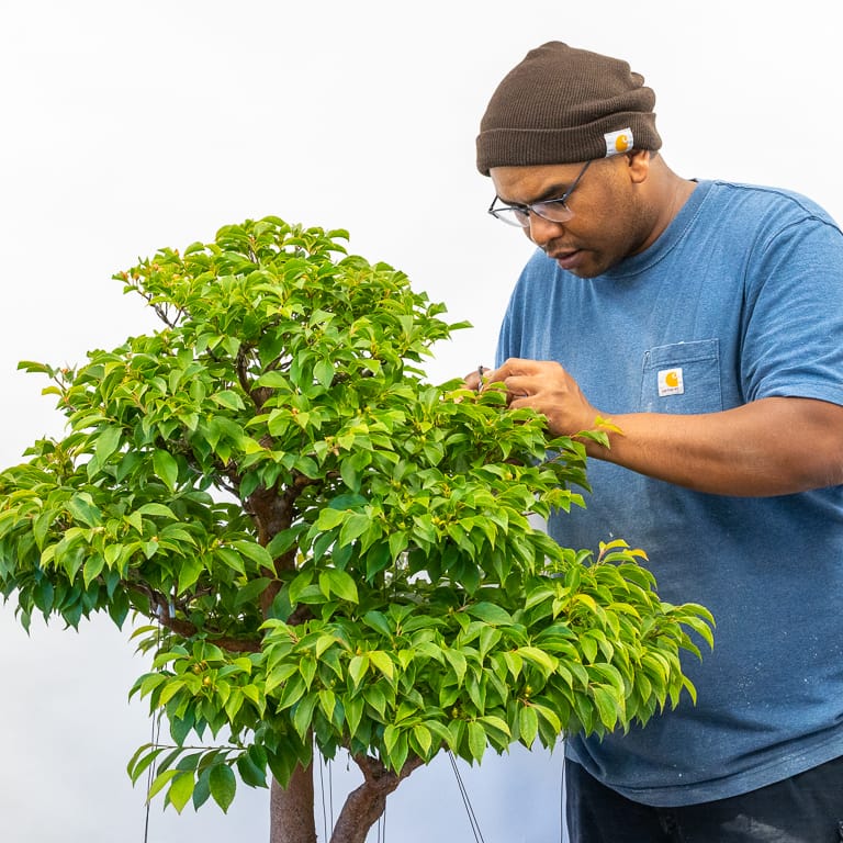 Alfred pruning stewartia