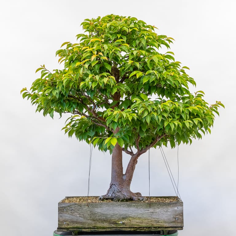 Stewartia monadelpha