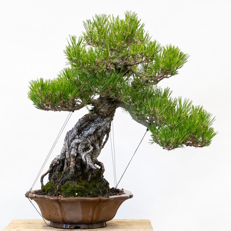 Exposed root pine