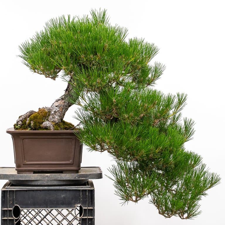 Cascade black pine