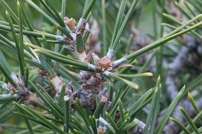 Japanese black pine - 10 days after decandling