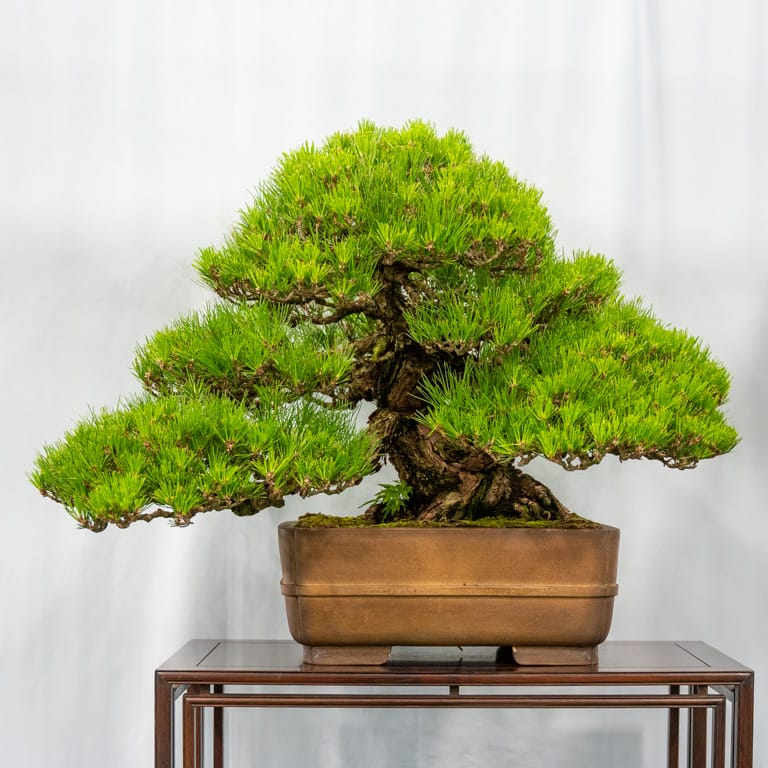 Japanese black pine