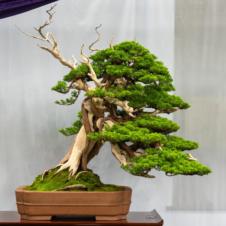 Itoigawa juniper