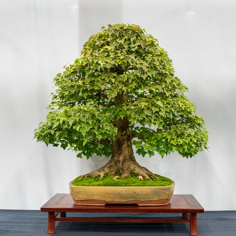 Trident maple