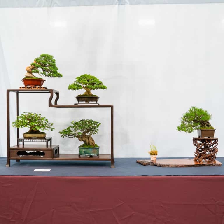 5-tree display