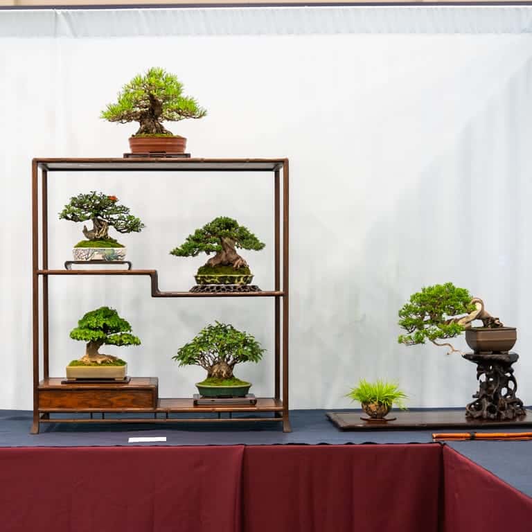 6-tree display