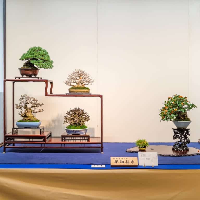 5 shohin bonsai and accent plant